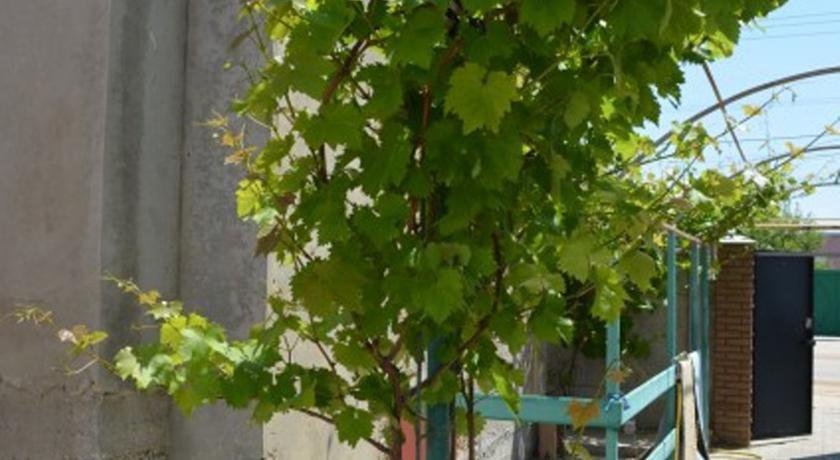 Гостевой дом Villa Angelika Поповка-6
